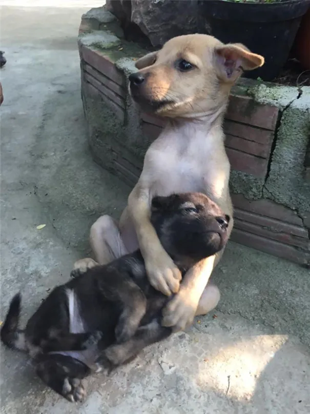 Dogs in China won't stop cuddling