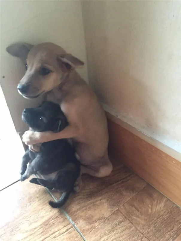 Cuddling puppies in China