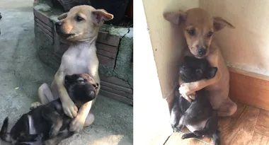 This adorable pair of rescued pups won’t stop hugging