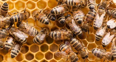 Melbourne teen crashes car through wall and is swarmed by angry bees