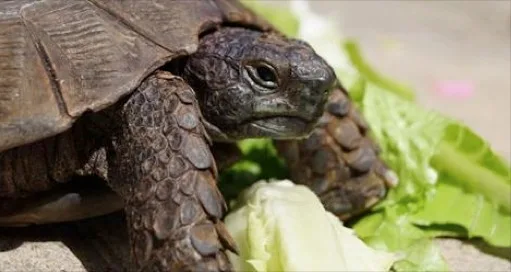 Zuma the tortoise