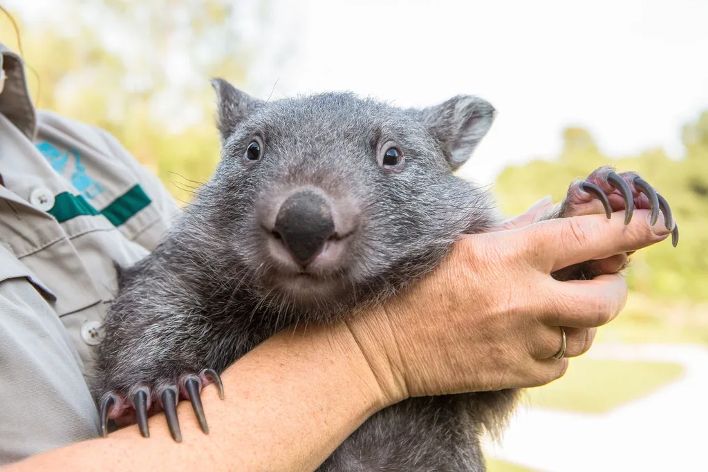 Maggie the wombat