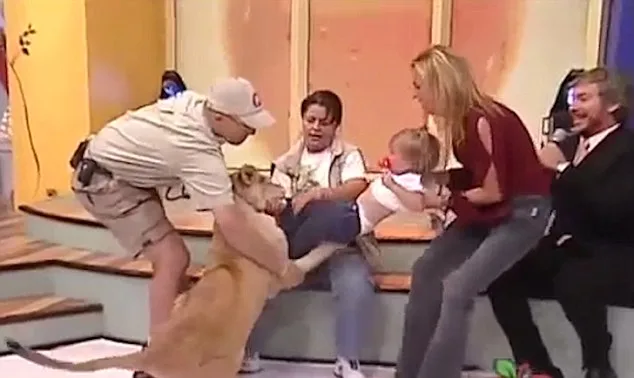 Handler attempts to free toddler attacked by lion