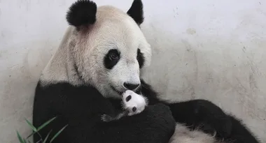 Adorable panda cub in Shanghai is one month old!