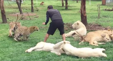 Dramatic leopard attack foiled by loyal tiger