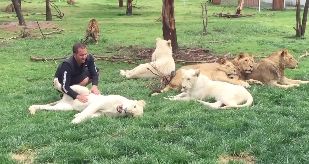 Eduardo petting a white lion