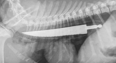 Emergency surgery for Staffy puppy who swallowed a steak knife whole!