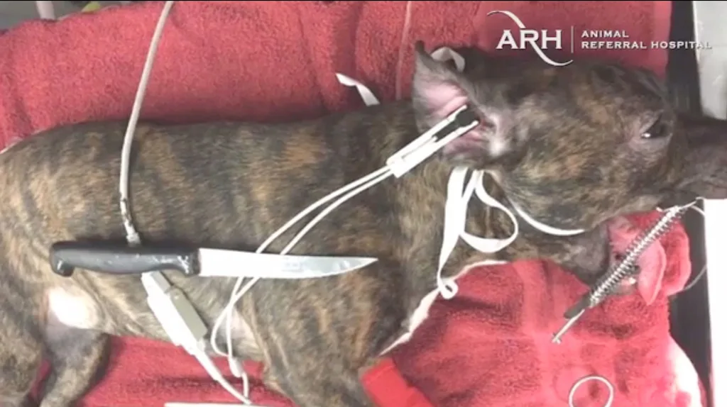 Lexi after the knife was removed from her throat at the animal referral hospital