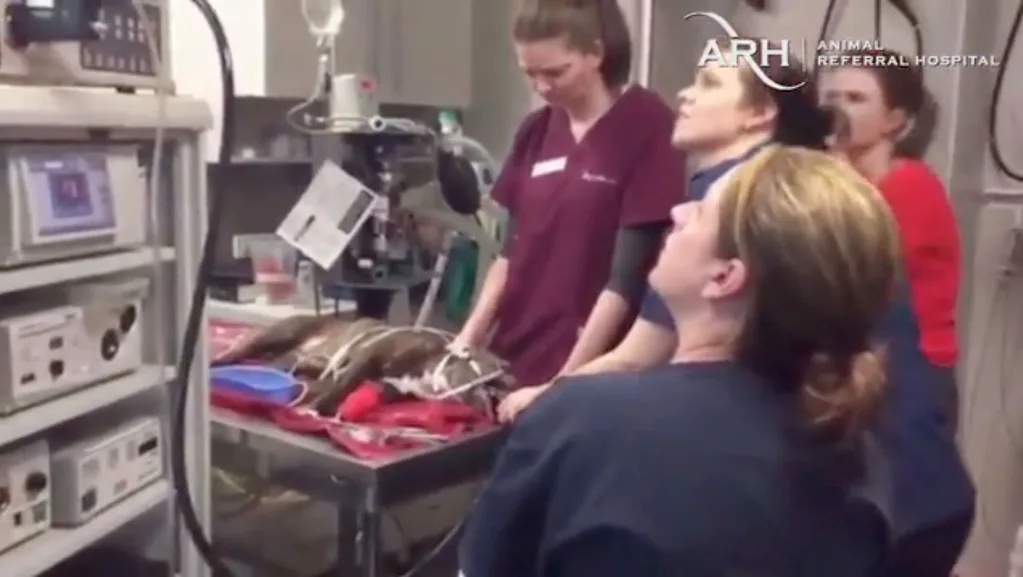 Surgery performed on Lexi the staffy at the animal referral hospital