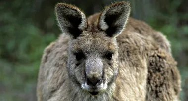 Toddler attacked by kangaroo