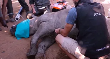 Orphaned baby rhino saved by CPR