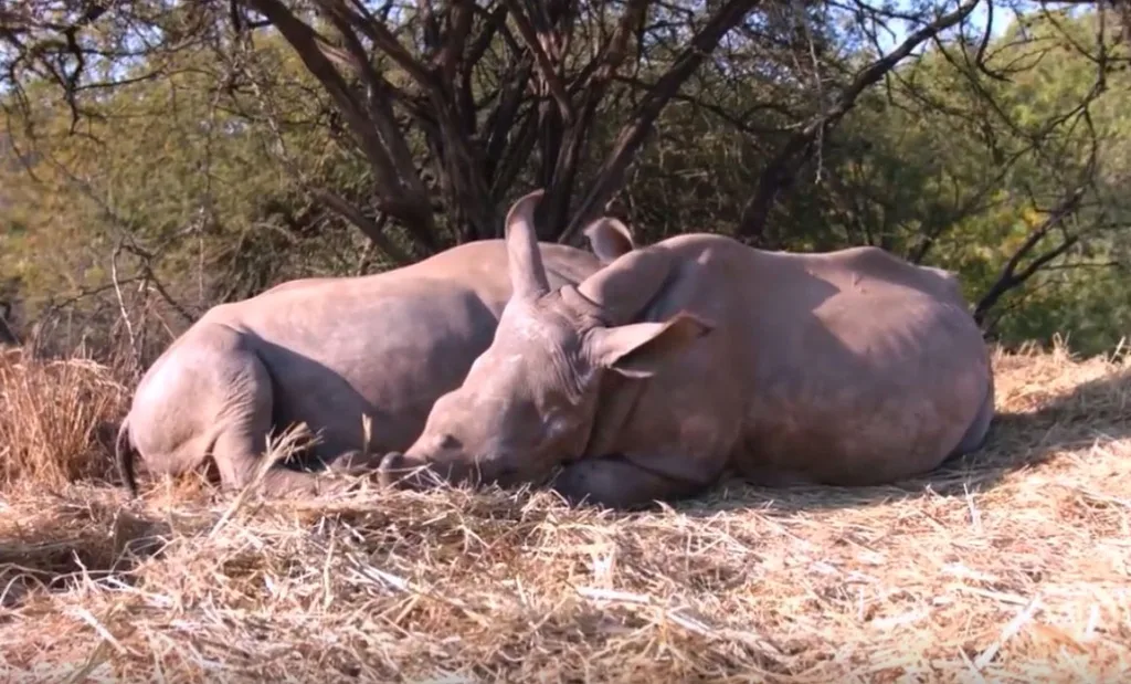 Orphaned rhinos snoozing together.