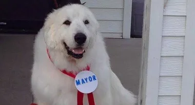 Dog elected mayor – again!