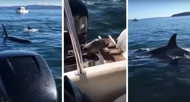 Panicked seal leaps aboard boat to escape circling killer whales