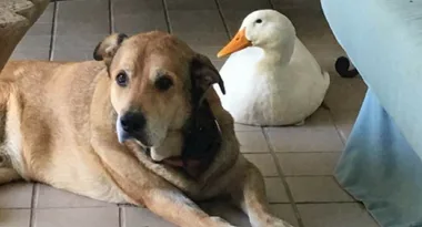 How this little duck helped to heal a dog’s heart