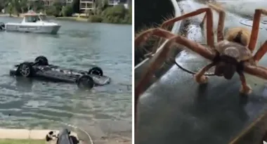 Car rolls into river after driver leaps out because of large spider