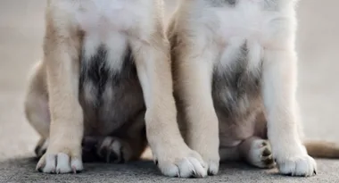 Meet the world’s first identical twin puppies