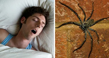 Expert says: A spider has definitely crawled across you while you sleep