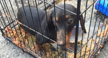 Dog rescued by police adopted immediately by emergency dispatcher