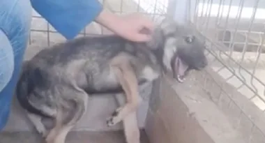 Abused pup has an incredible reaction to being patted for the first time