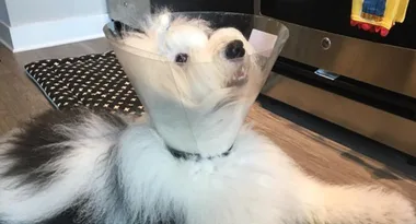 Here’s what happens when you ask strangers on the internet to photoshop your dog