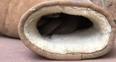 Adelaide woman finds second most venomous snake in the world curled up in her Ugg boot