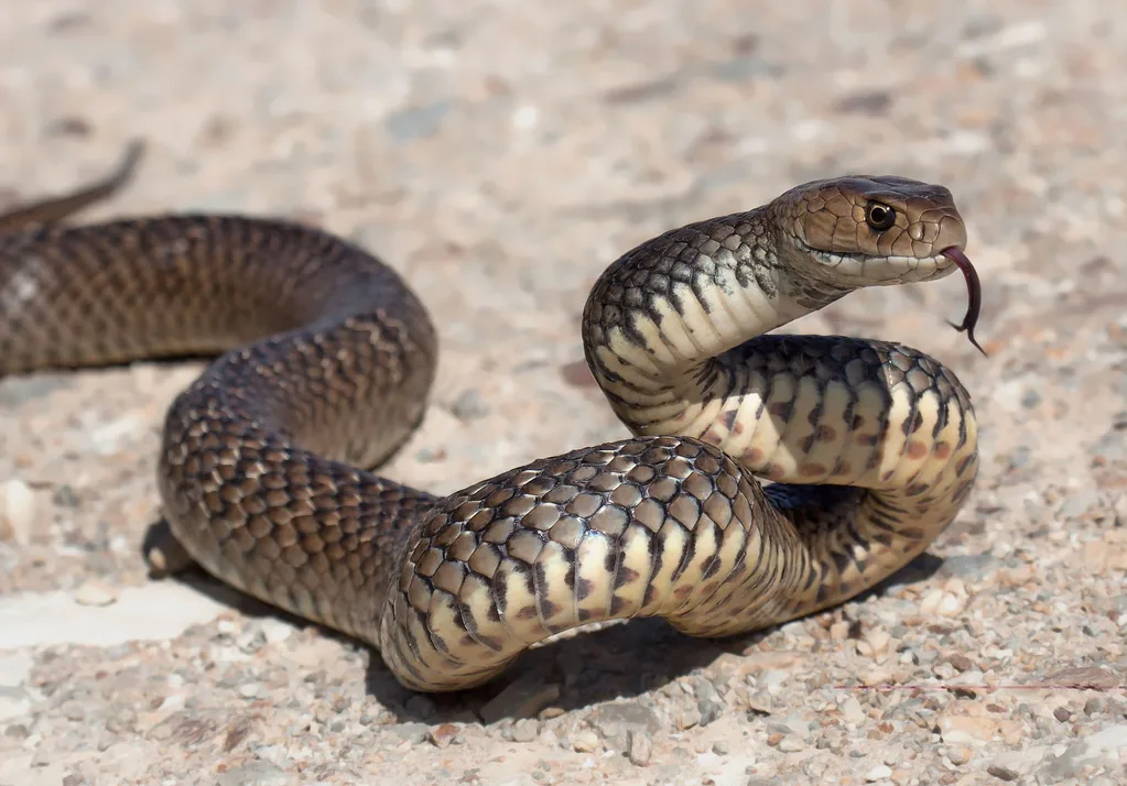 Eastern Brown Snake