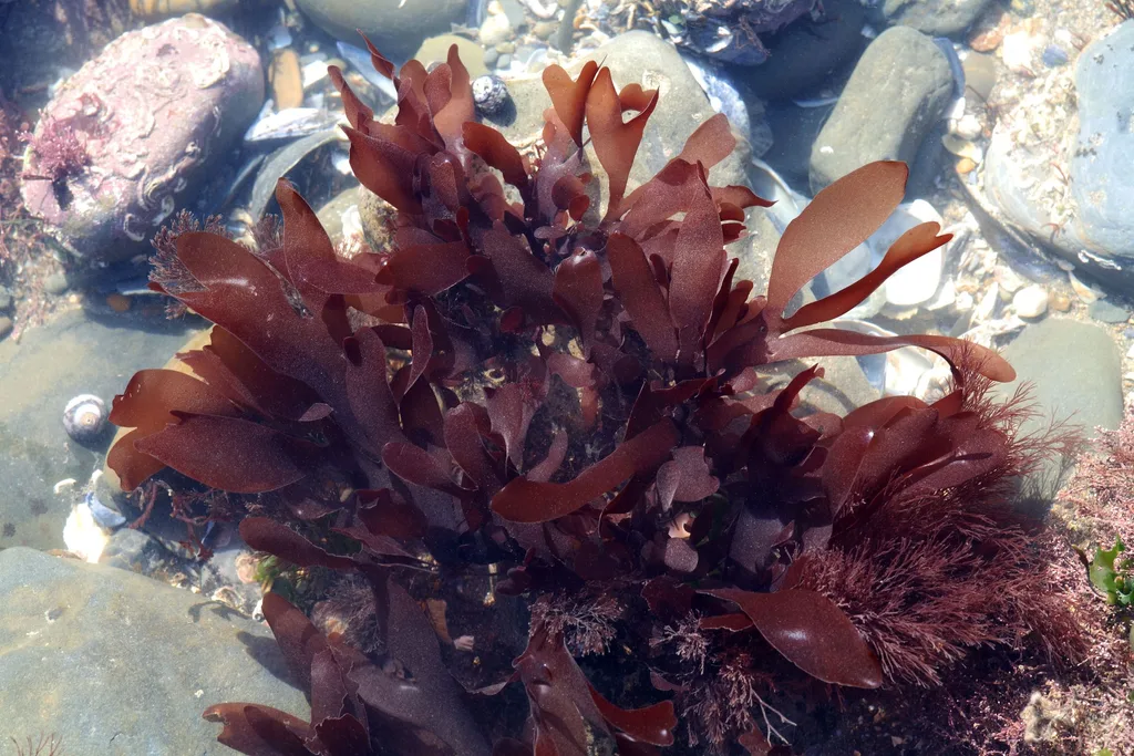 Dulse grows in the Atlantic and Pacific oceans