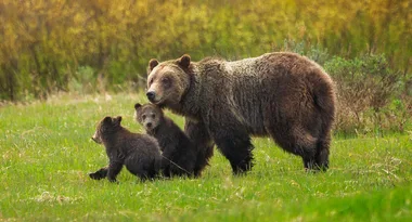 Man attacked twice by bear drives himself to the hospital