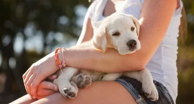 5 things you didn’t know about raising a Guide Dog puppy!