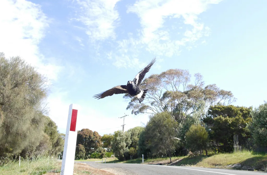 Magpie swooping