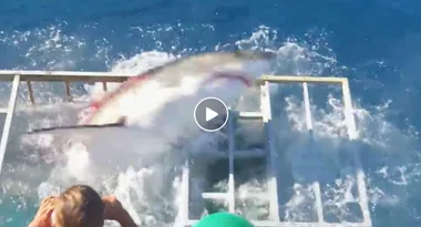 Jaw-dropping video shows shark getting INSIDE a shark cage with diver