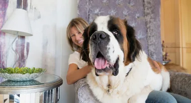 These enormous dogs think they’re still tiny puppies!