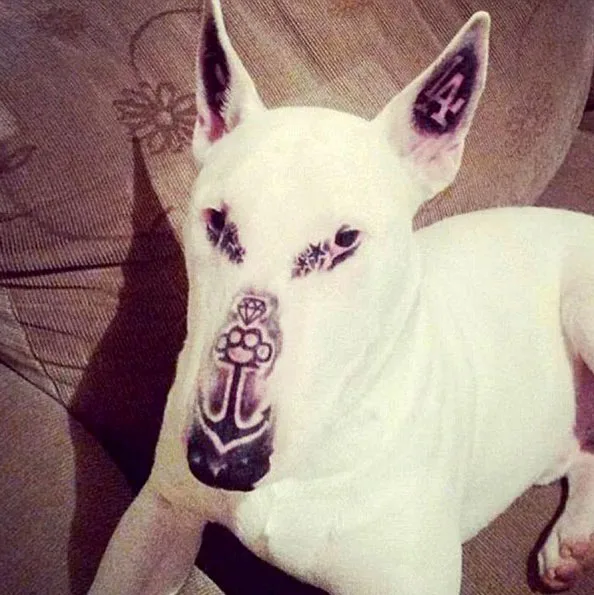 Dog with tattooed face