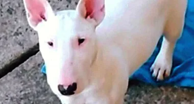 Man who claims he tattooed his dog’s face to protect it from cancer deletes his Facebook