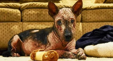 We cancelled our honeymoon to save a stray