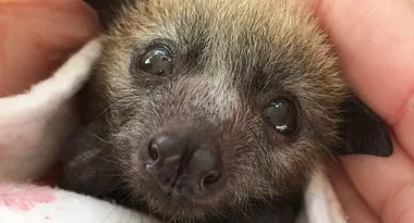 Baby bat saved after mum killed by power lines