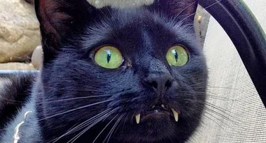 Meet Monk the black panther cat with incredible vampire fangs!