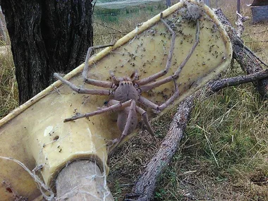 You’ve never seen a HUNSTMAN this big before!
