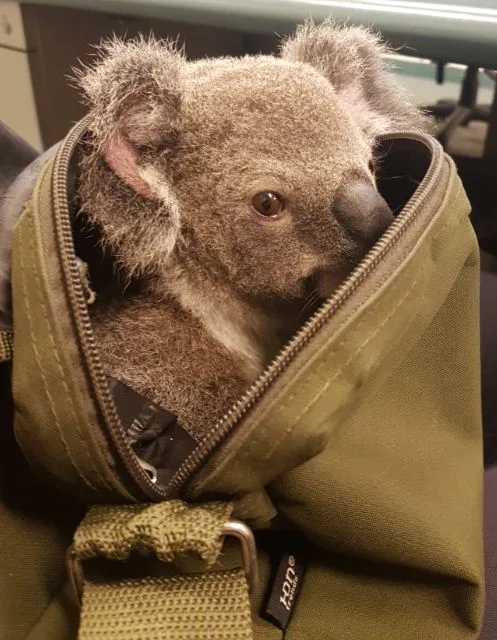 Alfred the joey