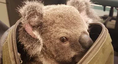 Backpack holding a BABY KOALA handed over to Police during a traffic stop