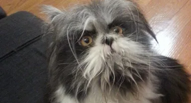 Are you able to tell a cat from a dog?