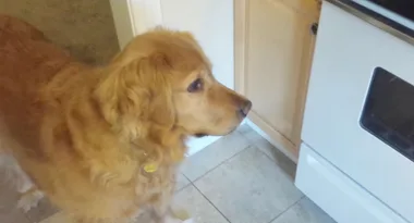 Crafty pet owner shows how he tricks his dog into eating her dry food