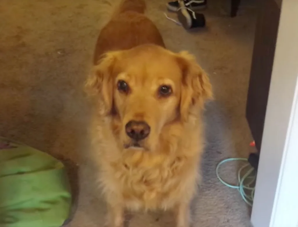 luna doesn't like eating her dry food