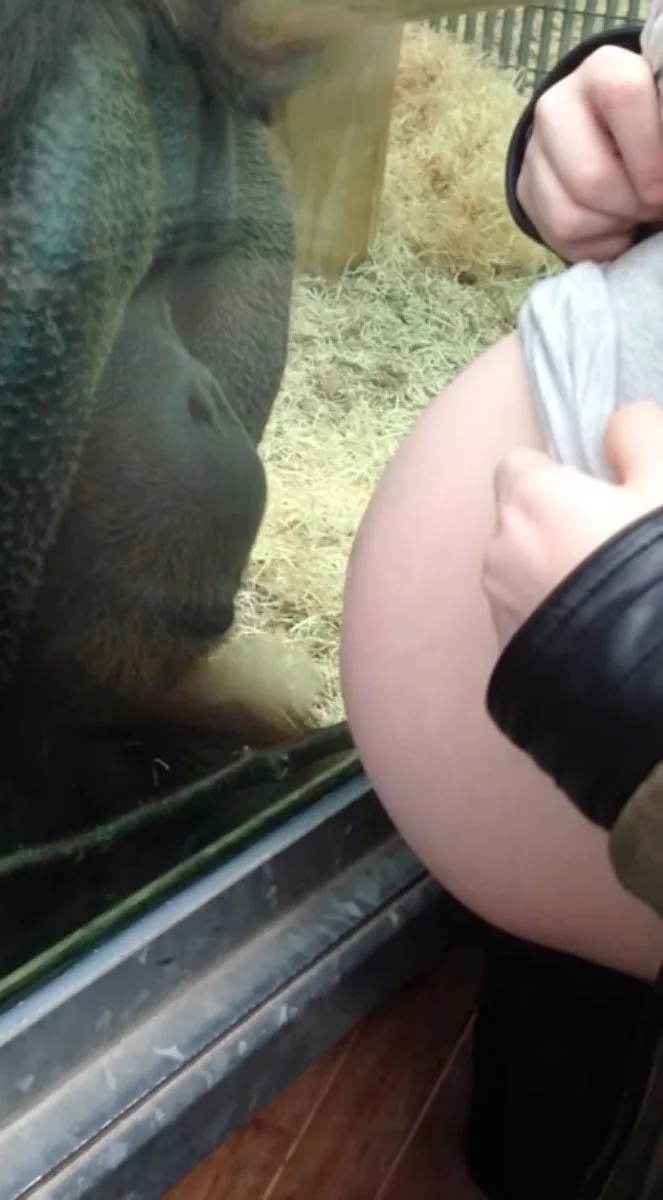 orangutan stares at mum's belly