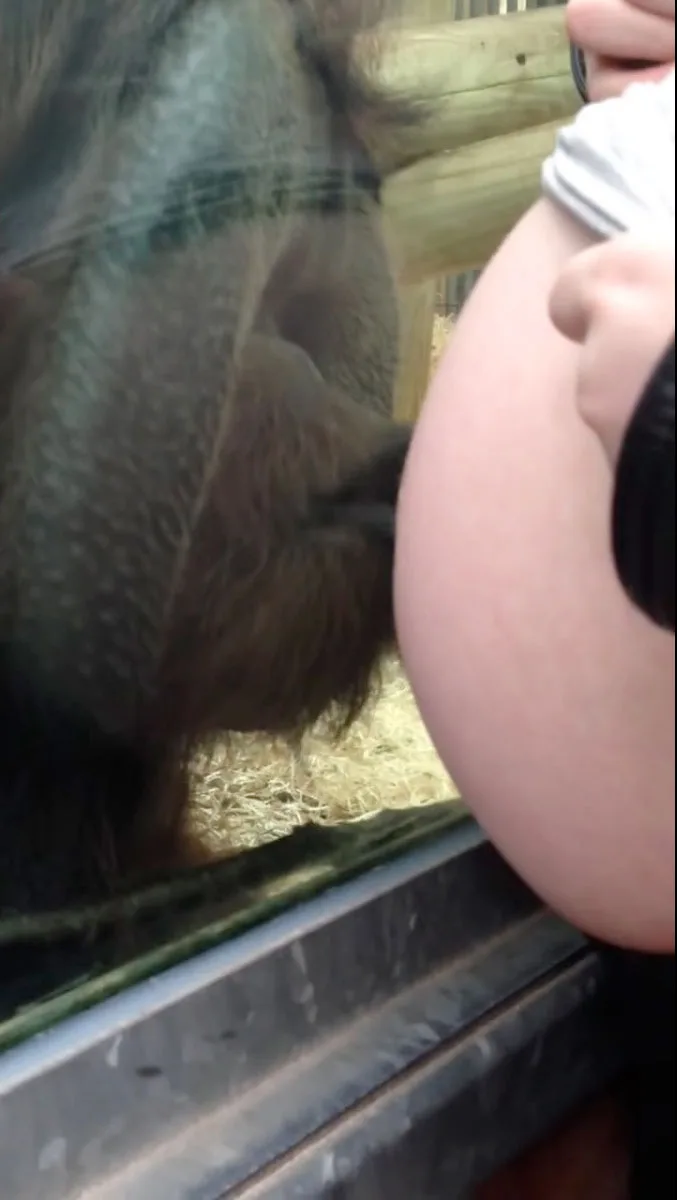 orangutan kisses the glass next to pregnant belly