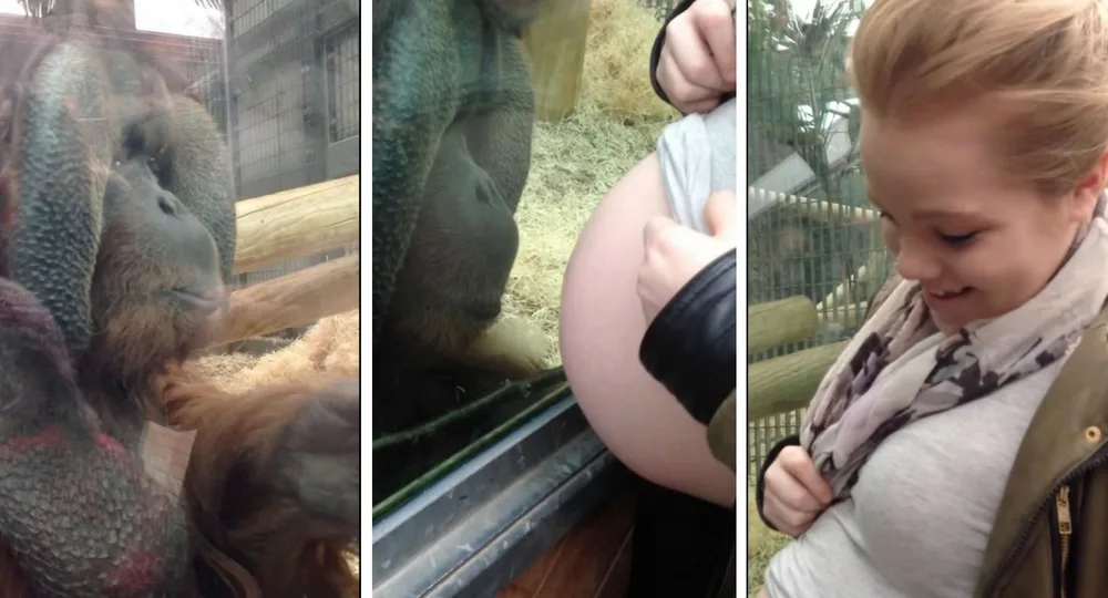 Astonishing video of the moment this orangutan KISSED pregnant mum's