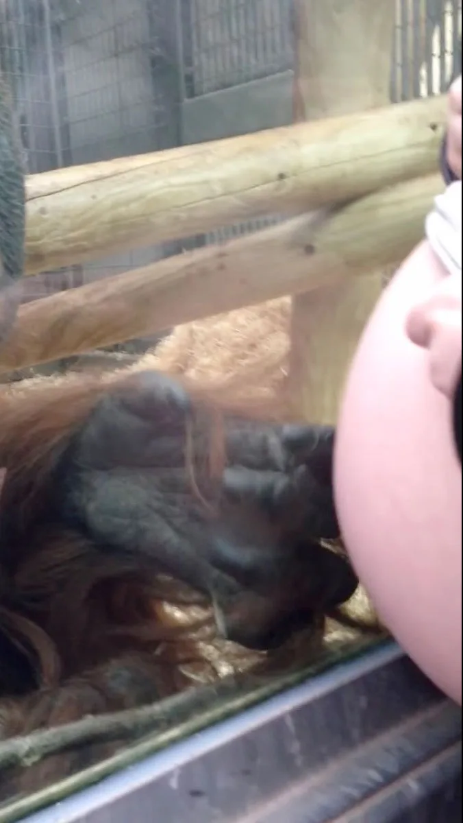 Orangutan caresses the glass between himself and mum's belly