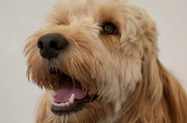 Dog saves boy with Down syndrome trapped in tumble dryer