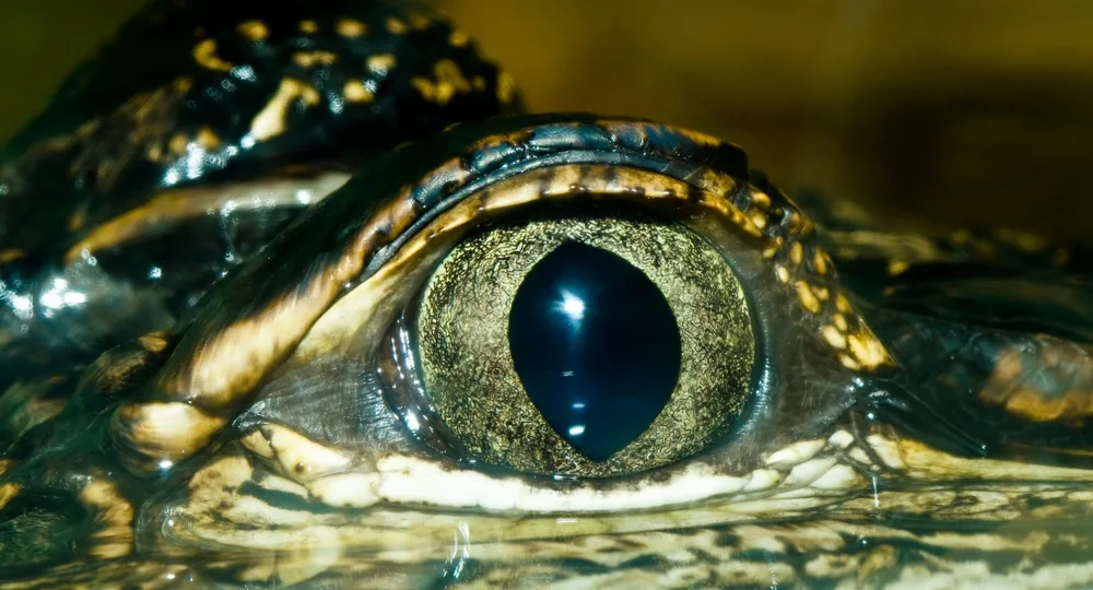 I was staring right into the eyes of a massive freshwater crocodile!